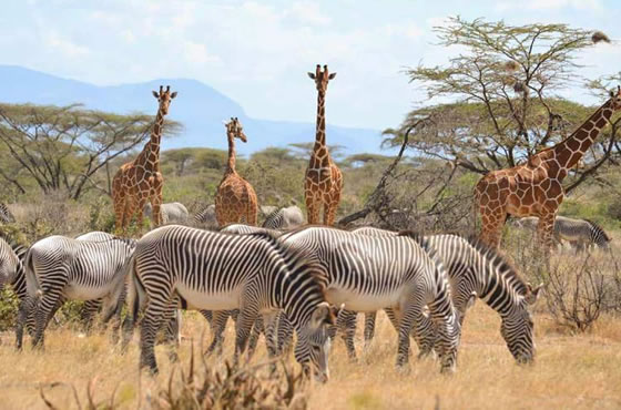 Buffalo Springs National Reserve